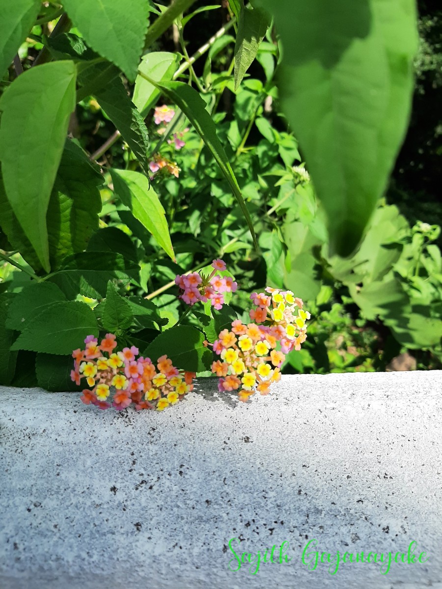 Lantana camara L.